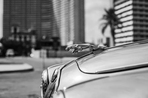 Wallacebet Kasino Apl Android/iOS